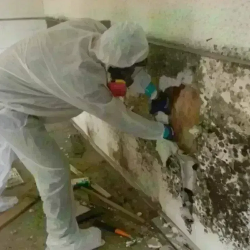 Mold Remediation and Removal in Annandale, VA